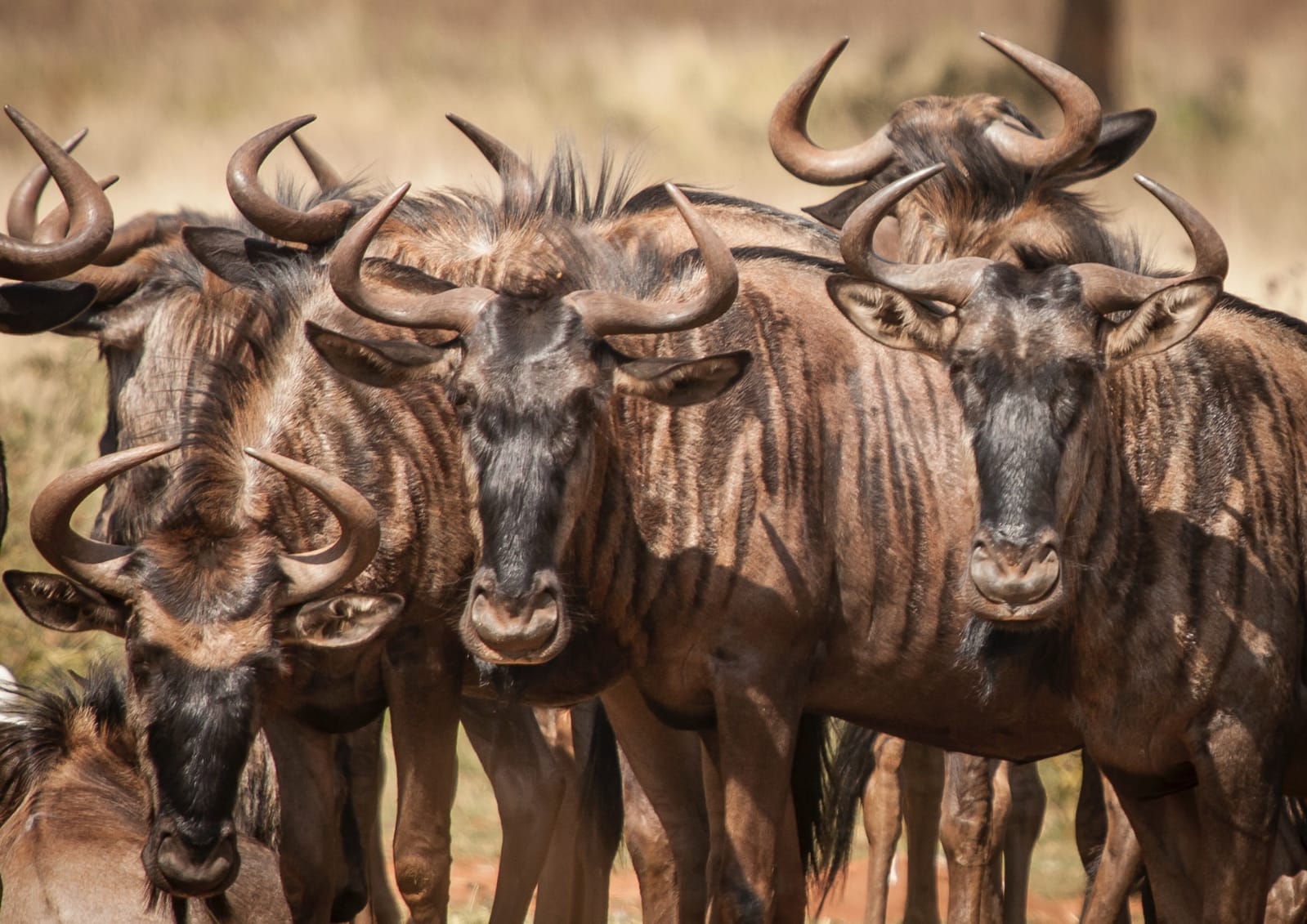 Bluewildebeest