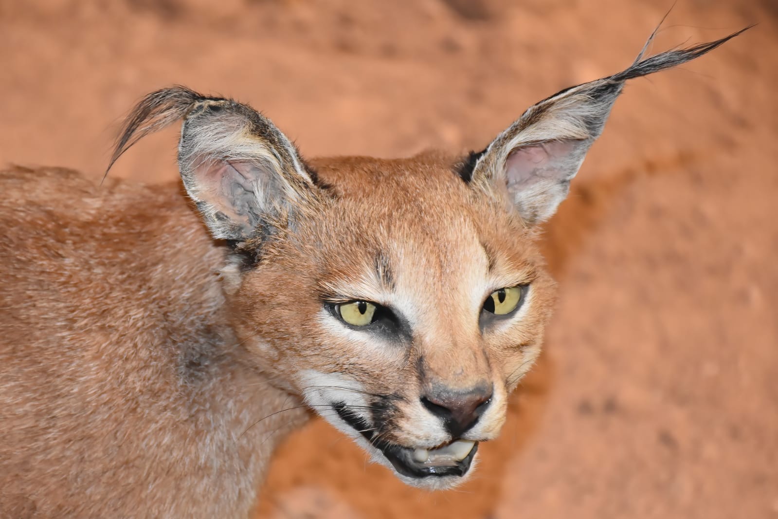 Caracal