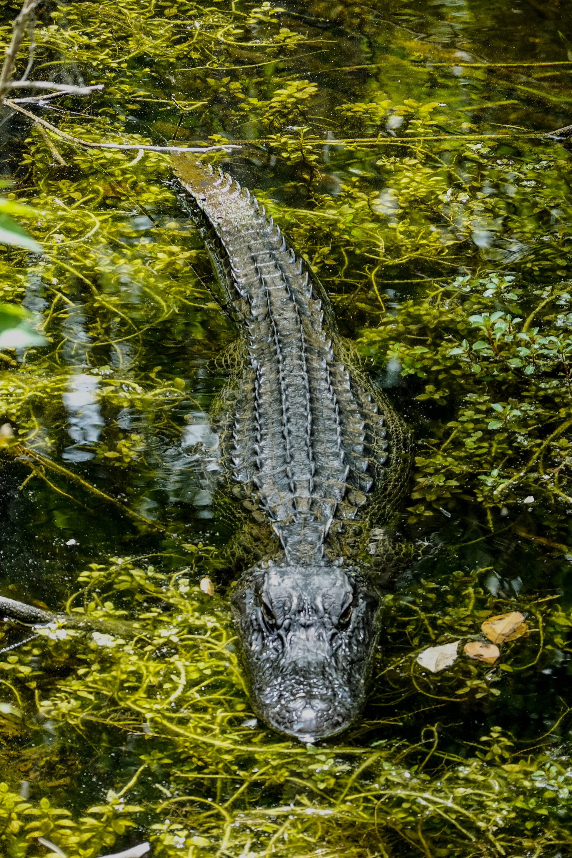 Crocodile