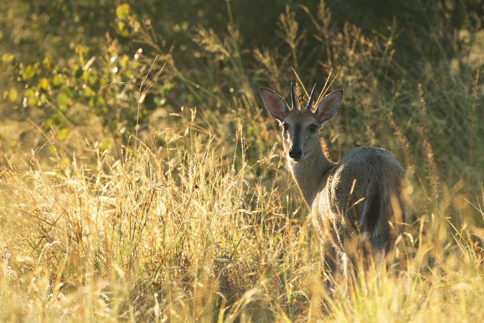 Duiker