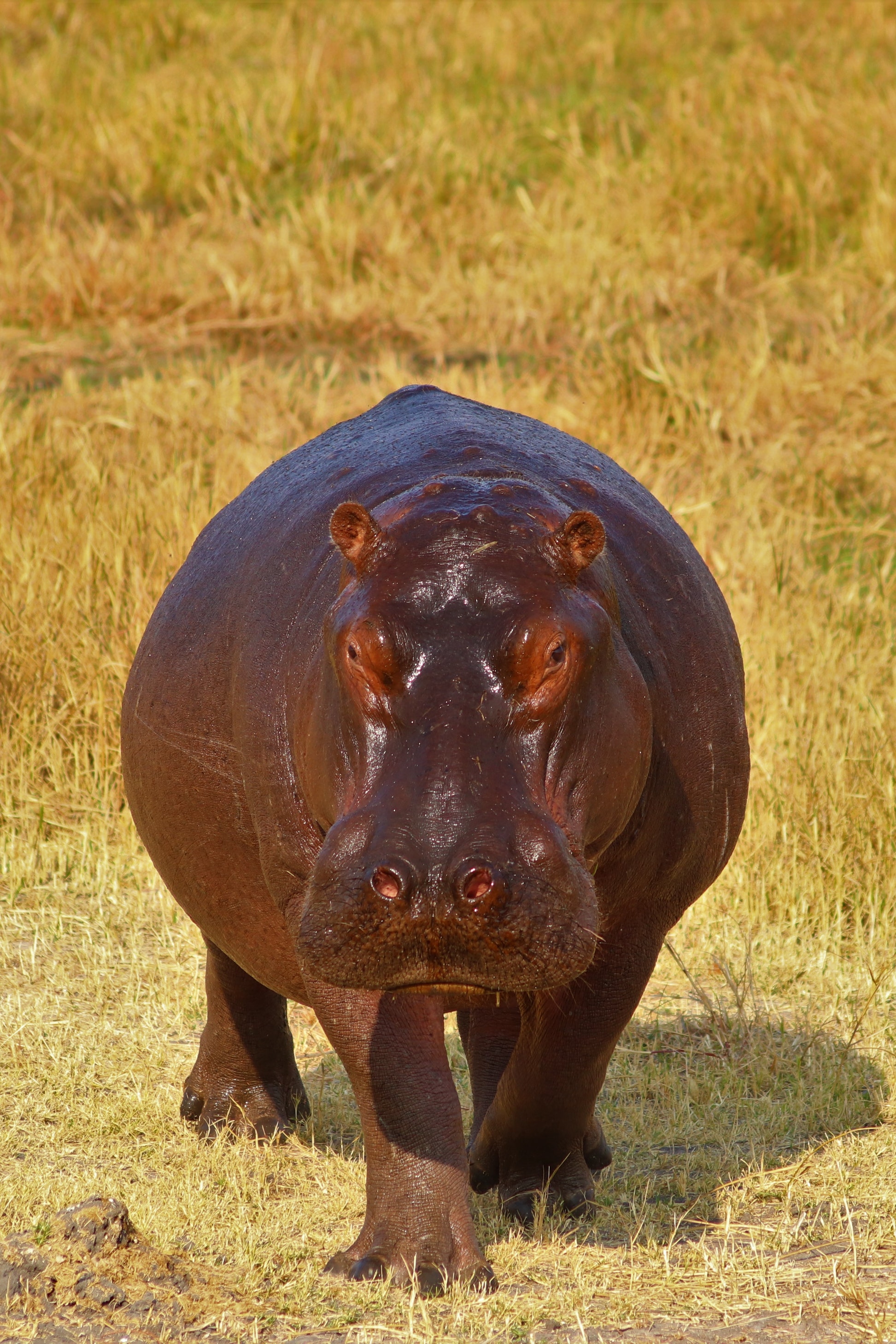 Hippo