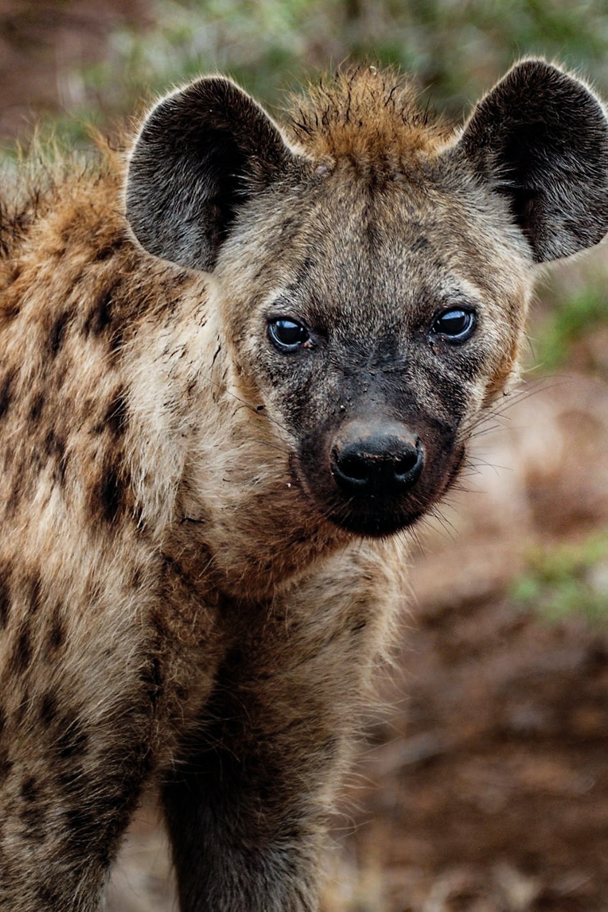 Hyena