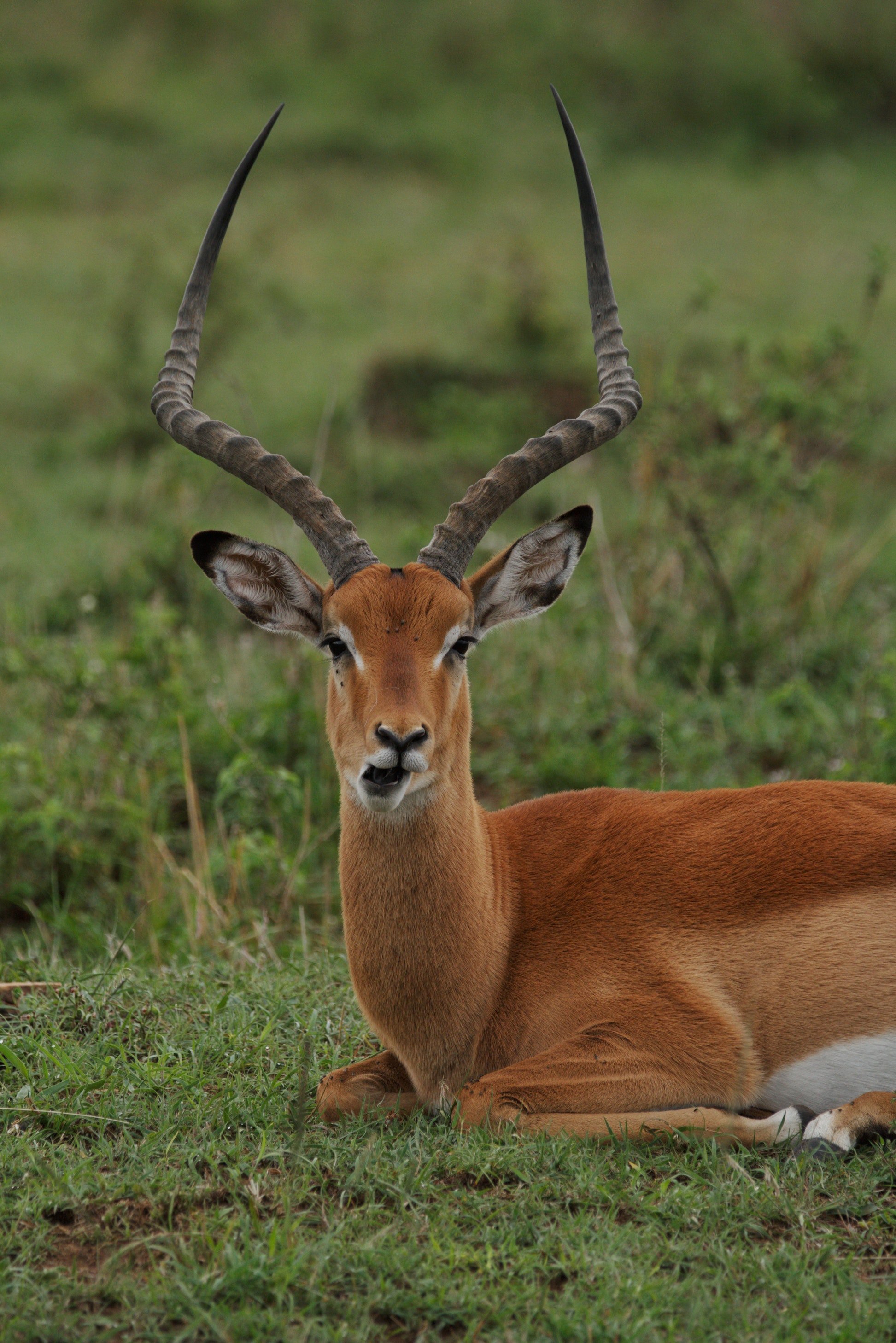 Impala