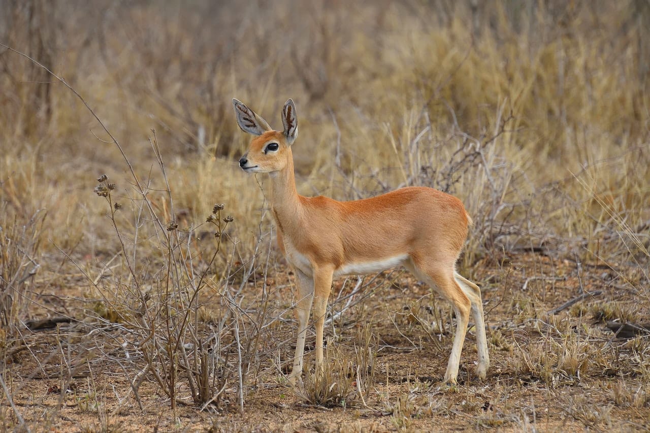 Klipspringer