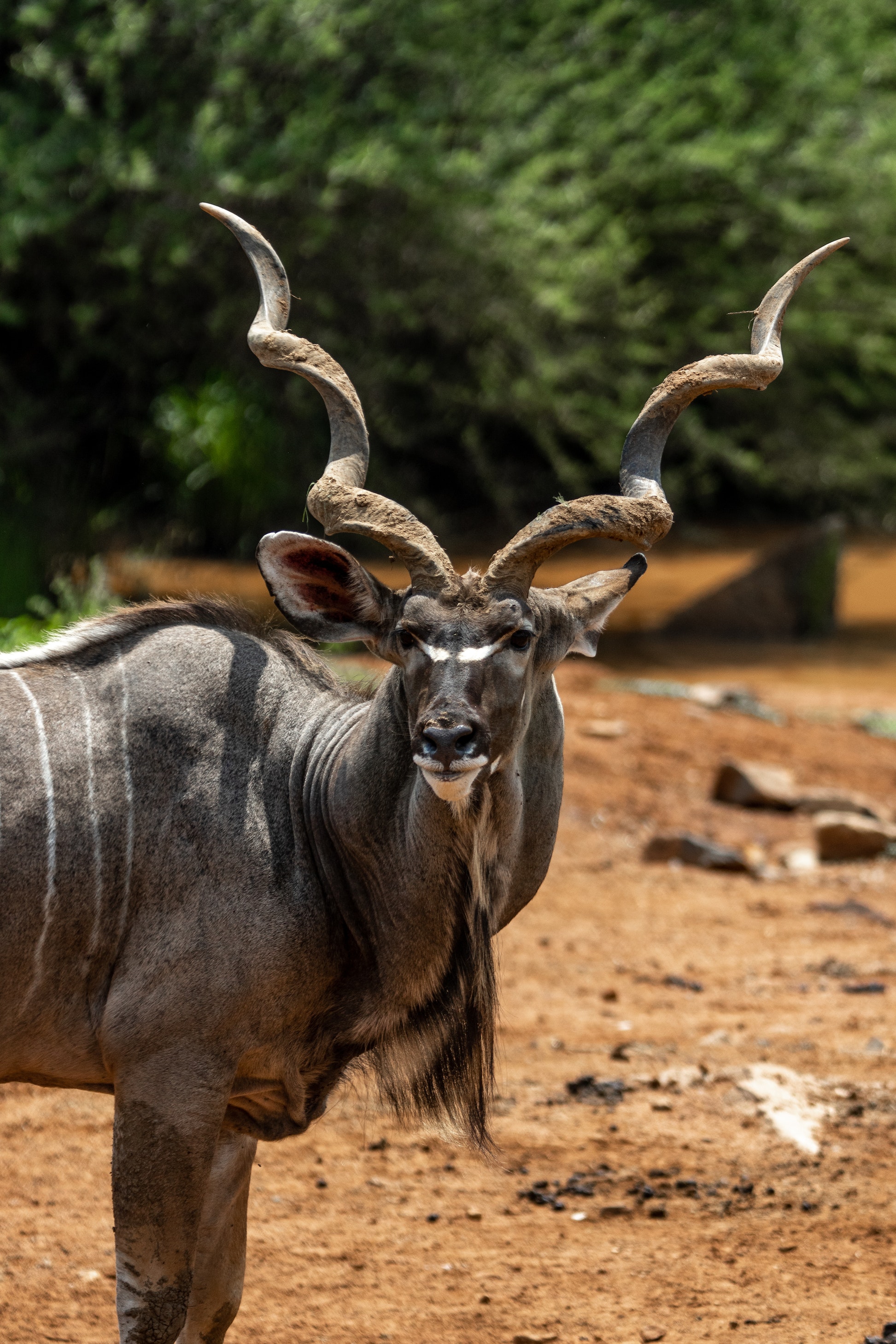 Kudu