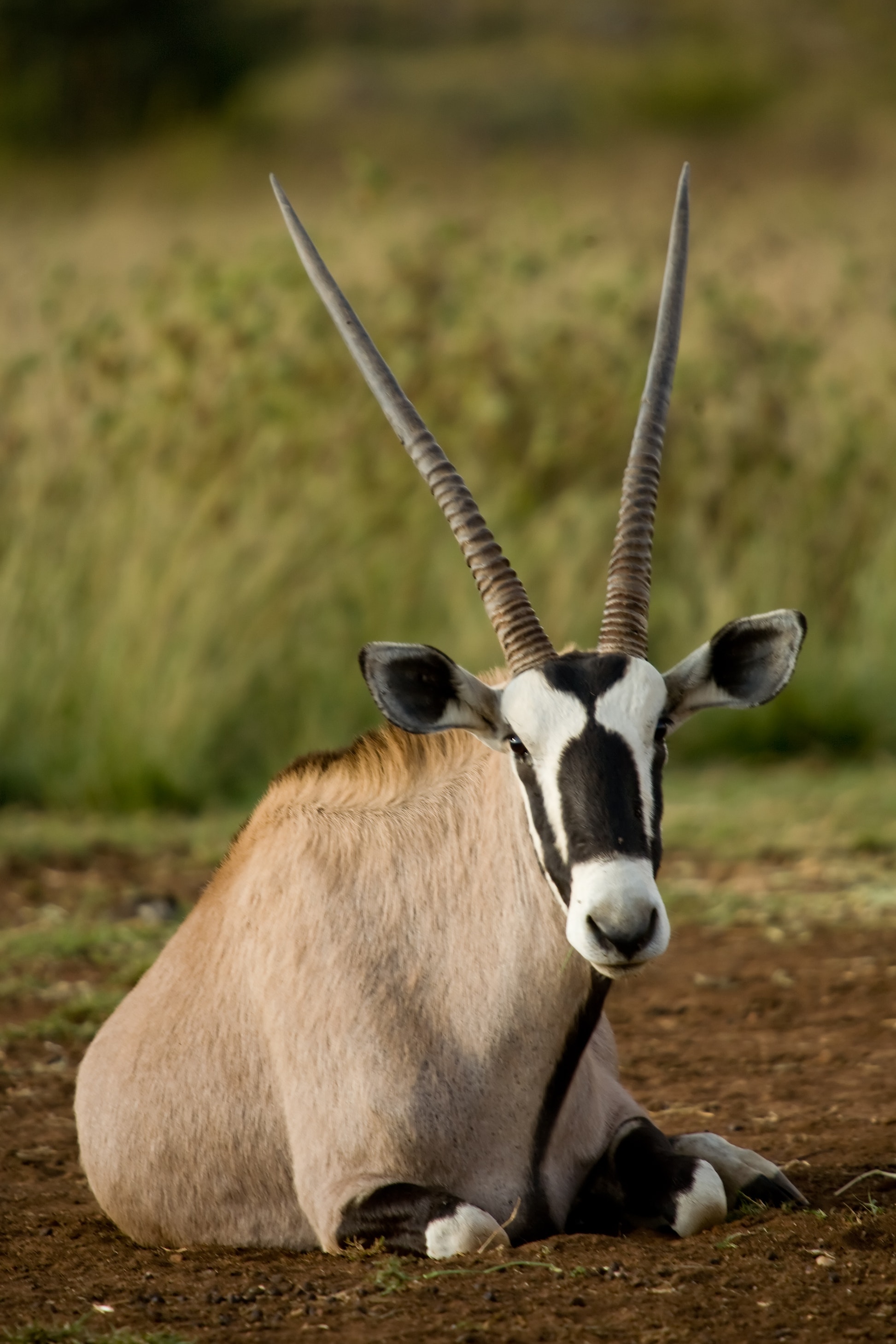 Oryx