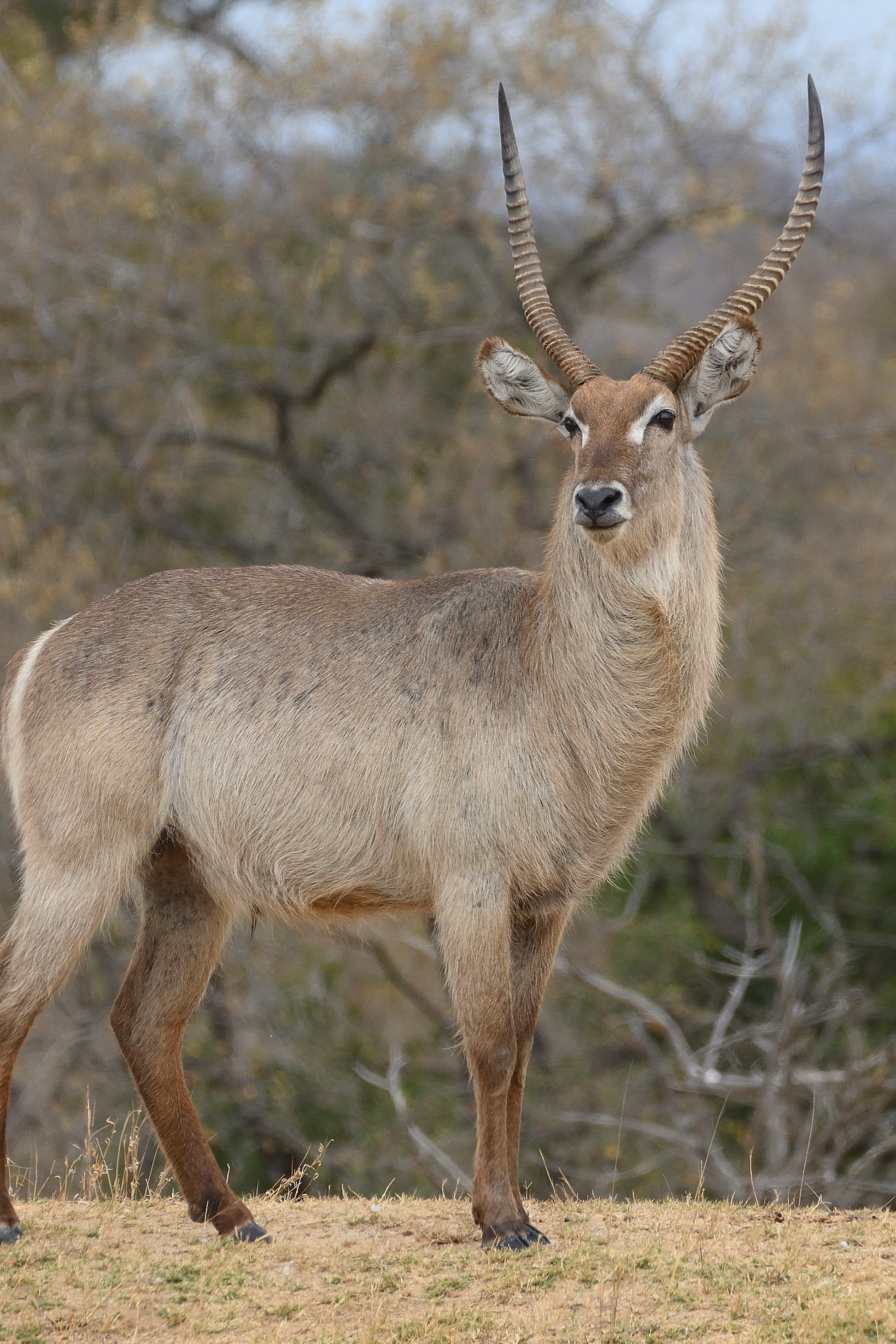 Waterbuck