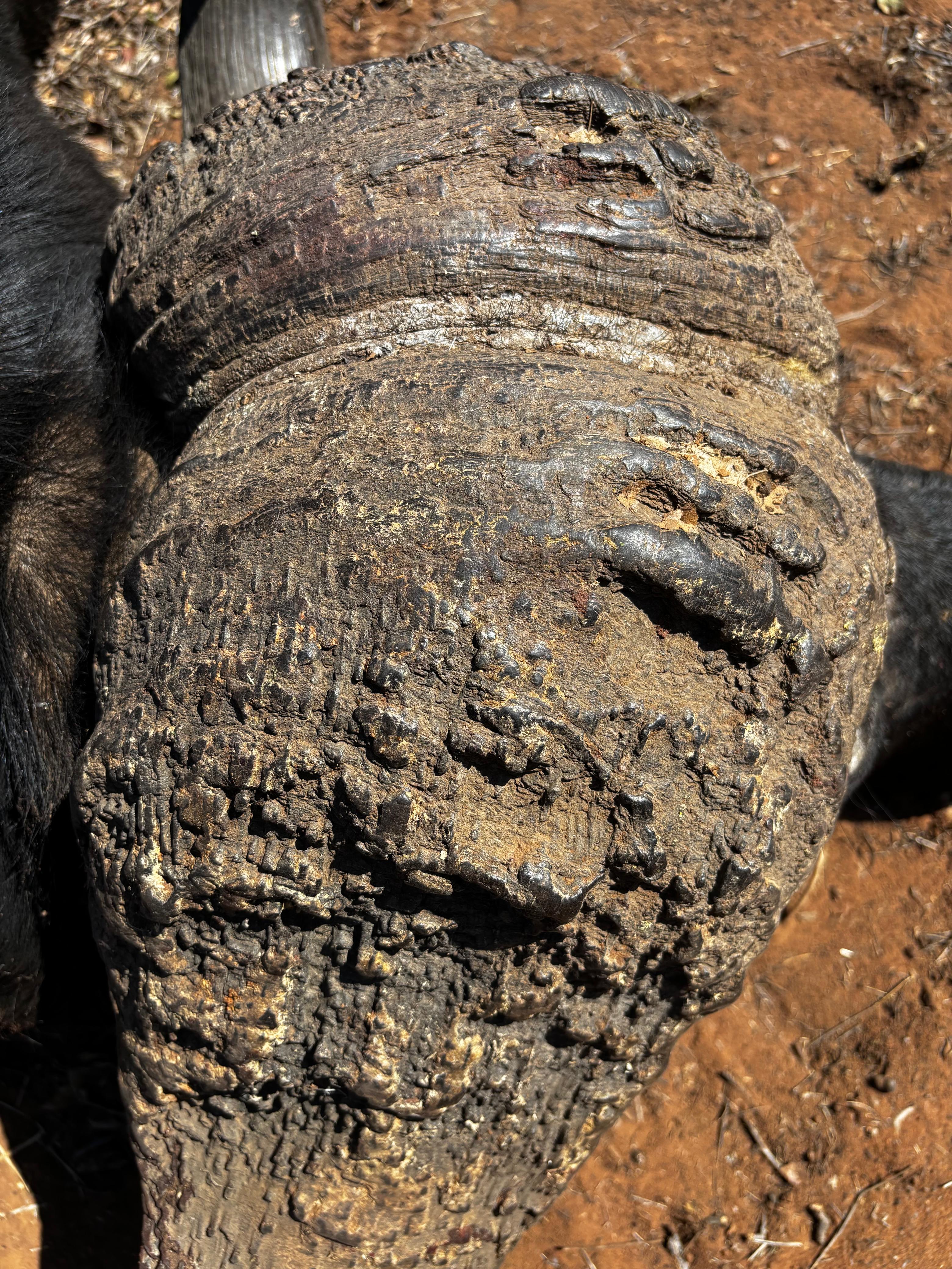 πͺπΈ From Spain to South Africa β A Safari They'll Never Forget π¦¬π
gallery image