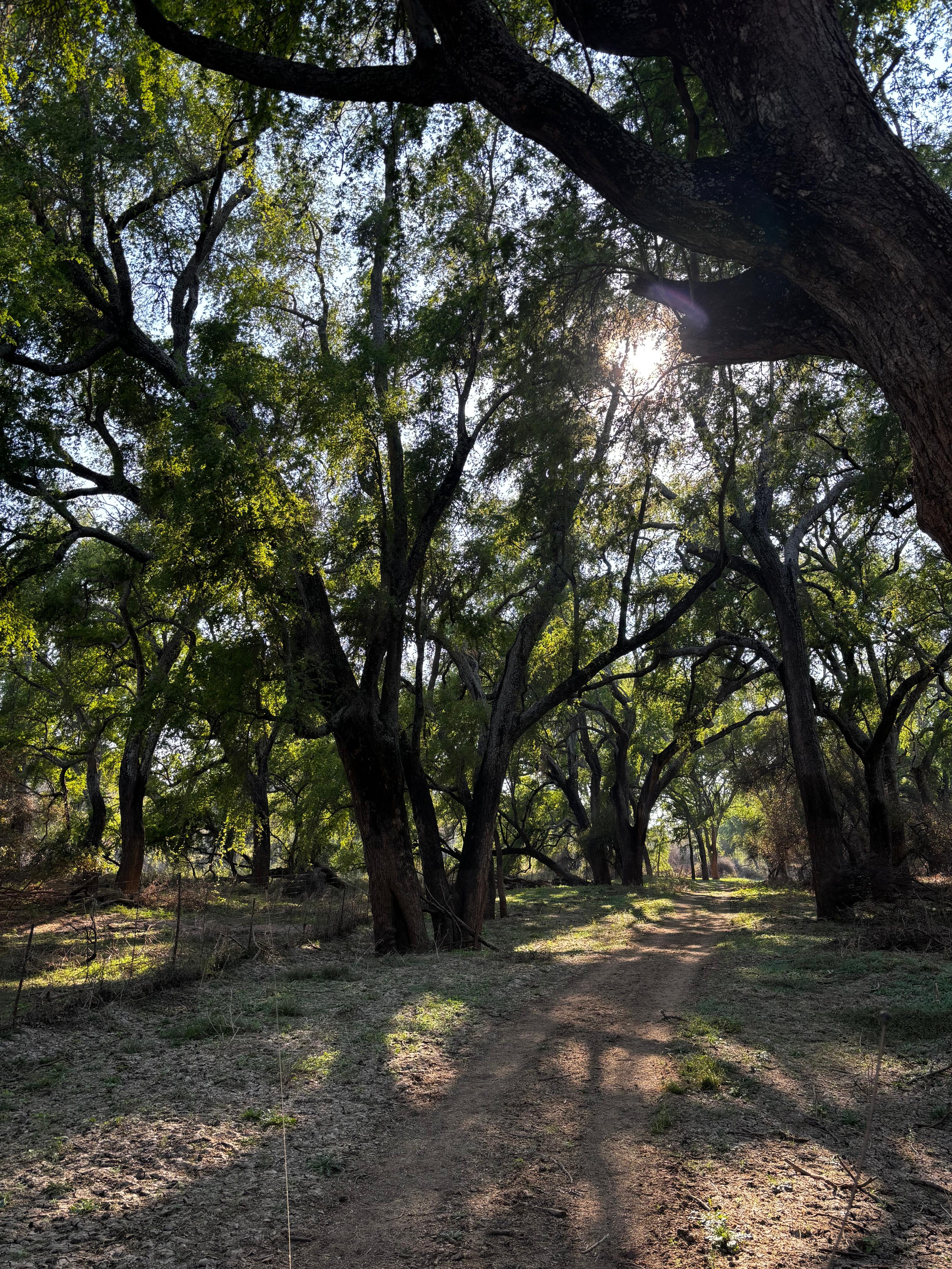 πͺπΈ From Spain to South Africa β A Safari They'll Never Forget π¦¬π
gallery image