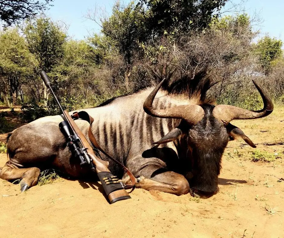Plains Game Safari in South Africa: Impala, Blue Wildebeest & Zebra gallery image