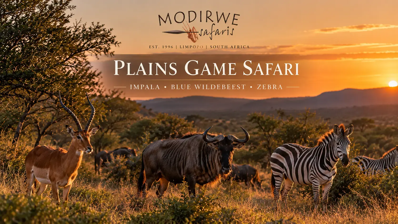 Plains Game Safari in South Africa: Impala, Blue Wildebeest & Zebra