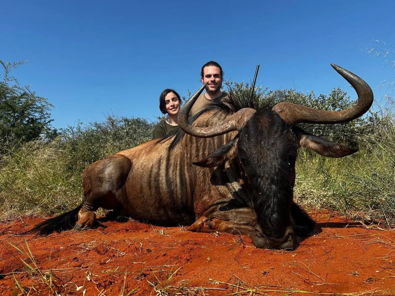 Plains Game Safari in South Africa: Impala, Blue Wildebeest & Zebra gallery image