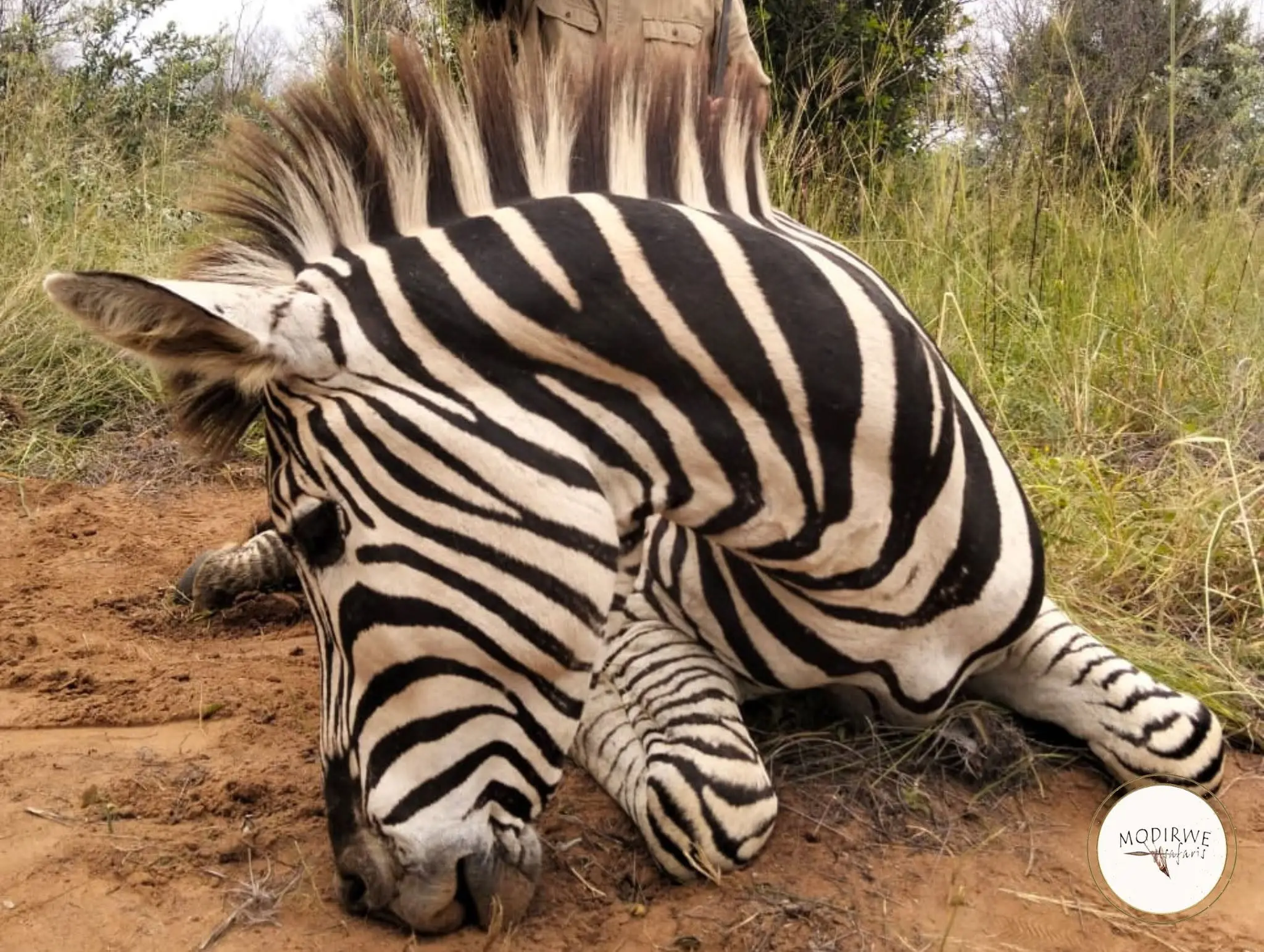 Plains Game Safari in South Africa: Impala, Blue Wildebeest & Zebra gallery image