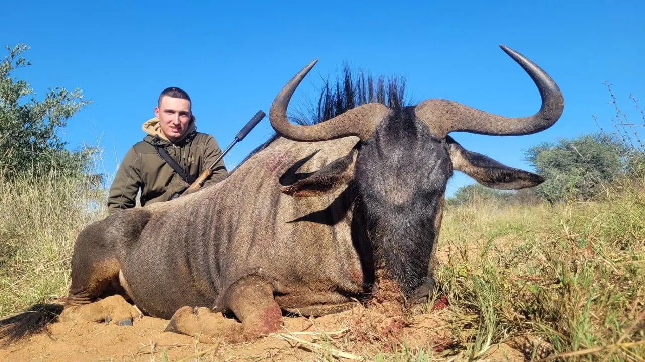 Plains Game Safari in South Africa: Impala, Blue Wildebeest & Zebra gallery image
