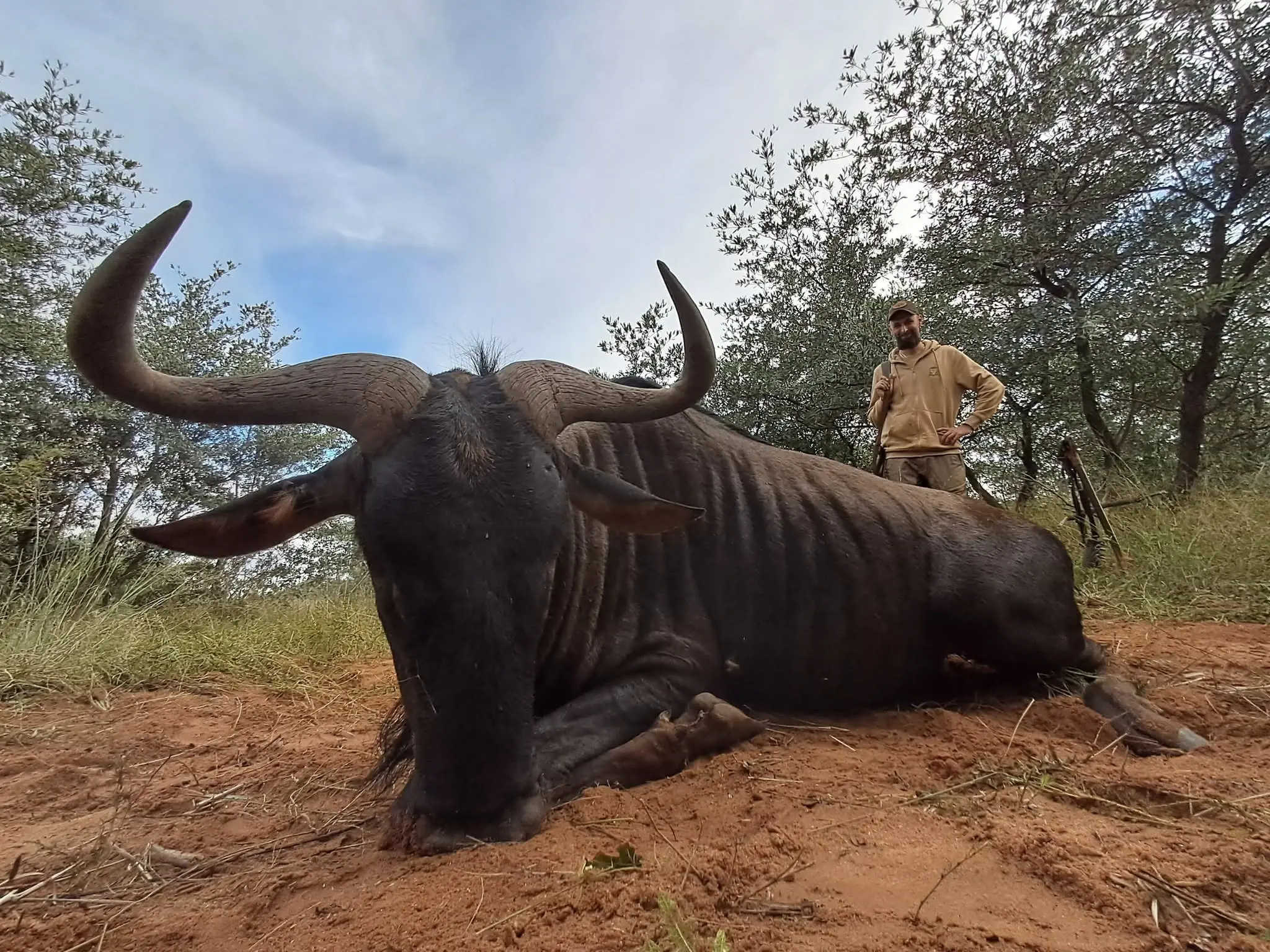 Plains Game Safari in South Africa: Impala, Blue Wildebeest & Zebra gallery image
