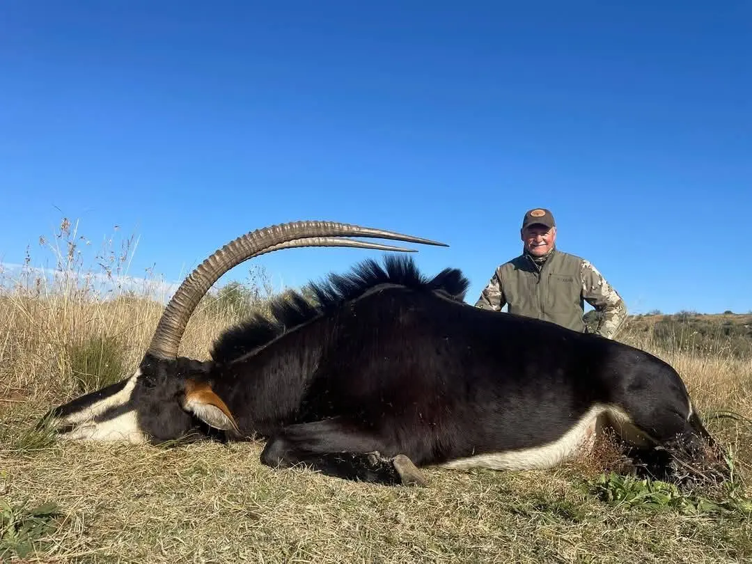 Sable & Roan Antelope in Limpopo: Hunting, Habitat & Conservation Guide gallery image