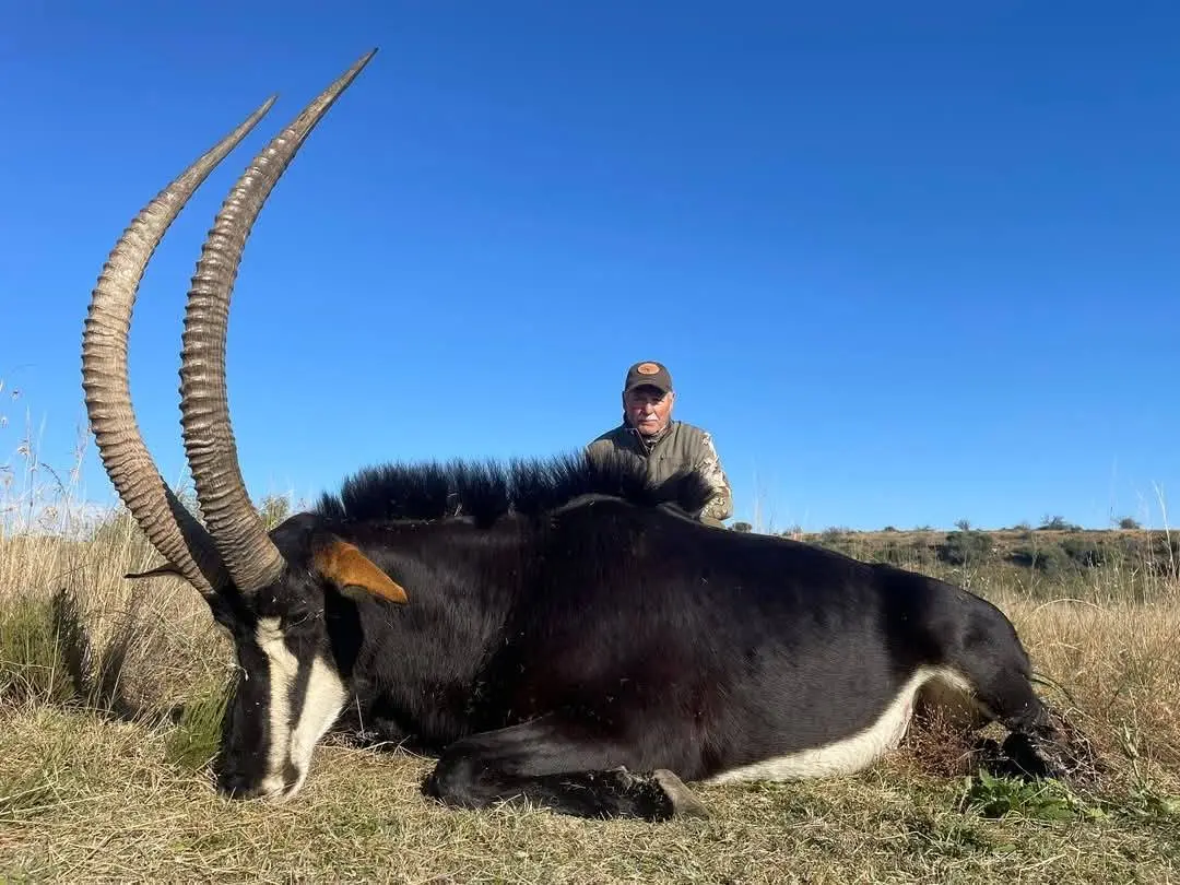 Sable & Roan Antelope in Limpopo: Hunting, Habitat & Conservation Guide gallery image