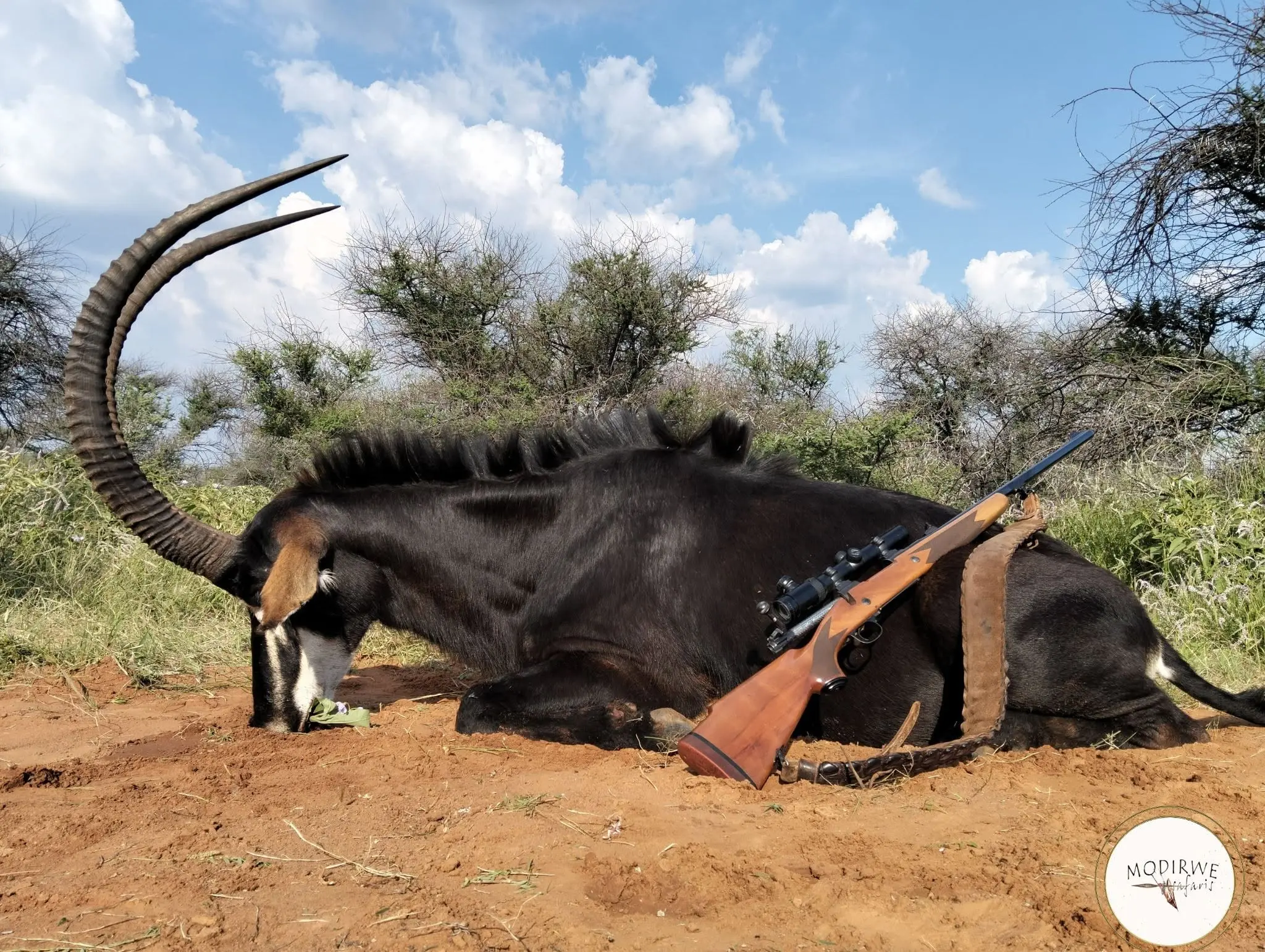 Sable & Roan Antelope in Limpopo: Hunting, Habitat & Conservation Guide gallery image